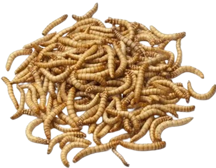 Tenébrio Molitor desidratado 200g